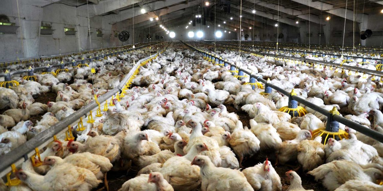 Grippe aviaire : les dangers de l’élevage intensif