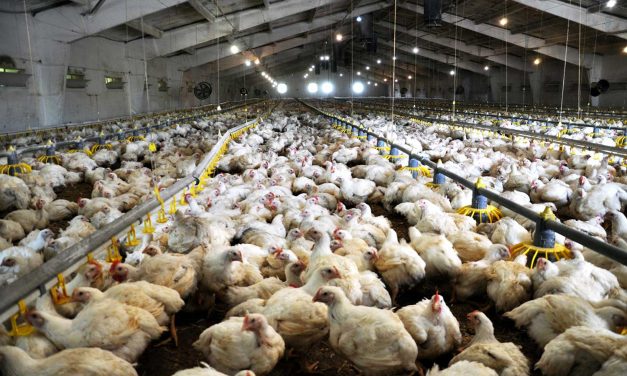 Grippe aviaire : les dangers de l’élevage intensif