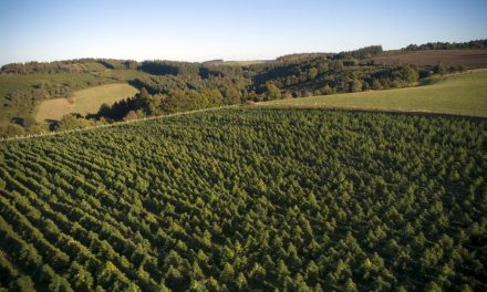 Une proposition de loi pour mieux encadrer la filière du CBD