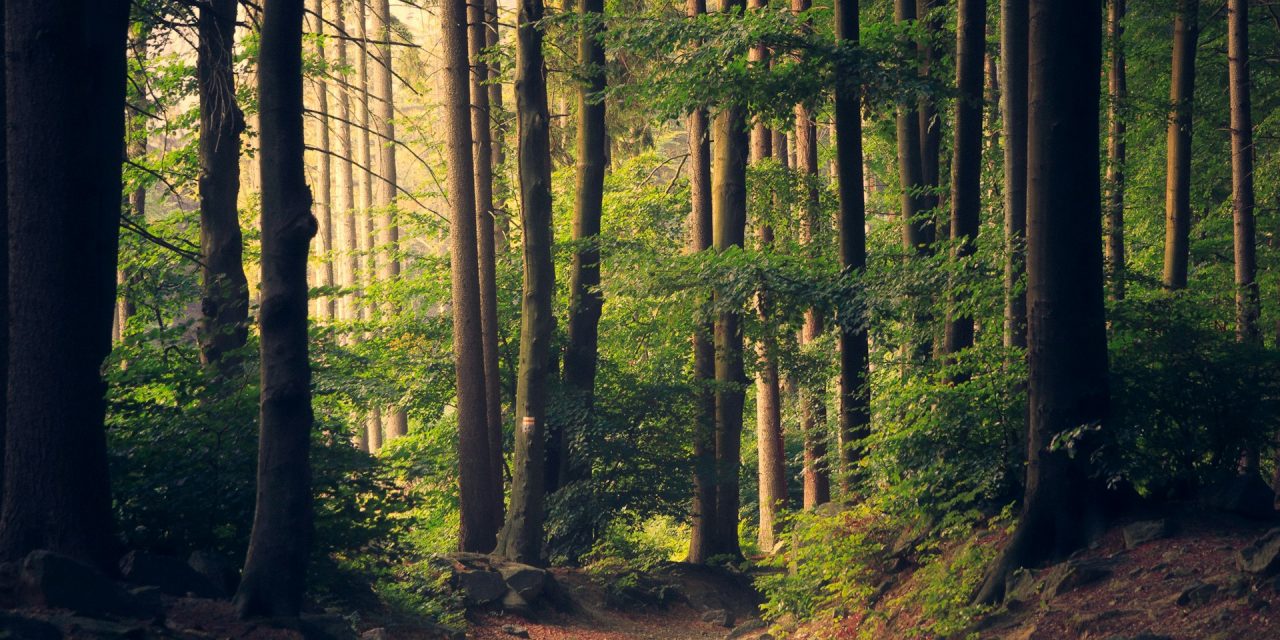 ONF : défendons le service public de la forêt !