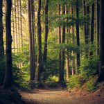 ONF : défendons le service public de la forêt !