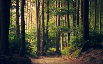 ONF : défendons le service public de la forêt !