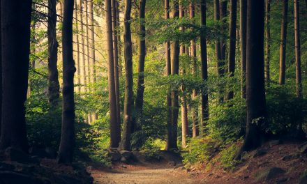 ONF : défendons le service public de la forêt !